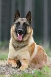 MALINOIS 577